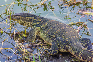 Wild monitor lizard in the swamp of Ayutthaya, Thailand