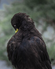 Alpine Chough (Pyrrhocorax graculus) in the Bavarian Alps, Mount Jenner Germany