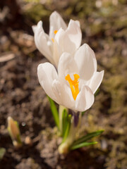 white crocuses on a spring day