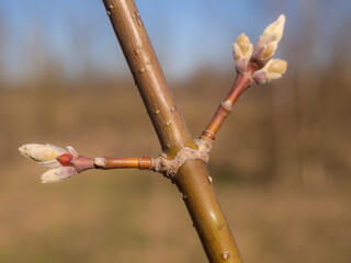 tree buds on a spring day