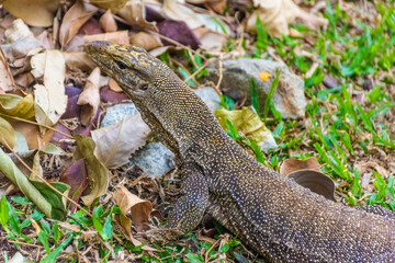 Asian Water Monitor Lizard in Singapore Botanic Garden