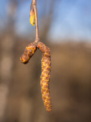 birch buds on a spring