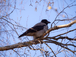 crow on a spring tree branch