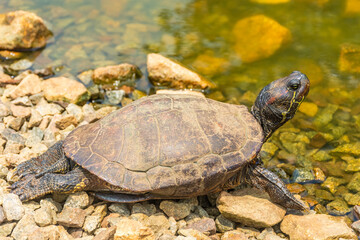 Chrysemys Picta, or painted turtle, in Singapore Botanic Gardens