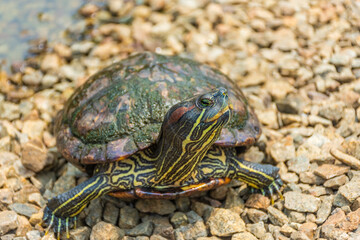 Chrysemys Picta, or painted turtle, in Singapore Botanic Gardens