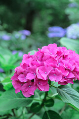 Fototapeta premium 紫陽花