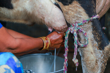 a woman milking a cow in countryside.
