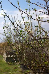 Blooming currant on a spring morning