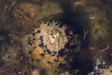 Tadpoles in the pond water