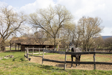 pferd in der Koppel