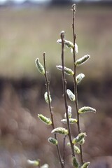 Growing young seedlings of pussy willow