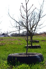 Seedlings of young trees on a green lawn in a sunny spring