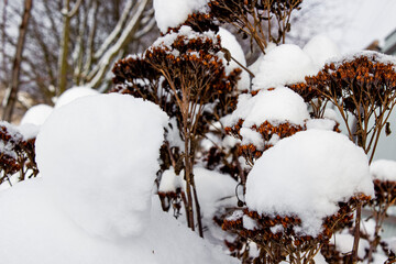 snow covered pine tree