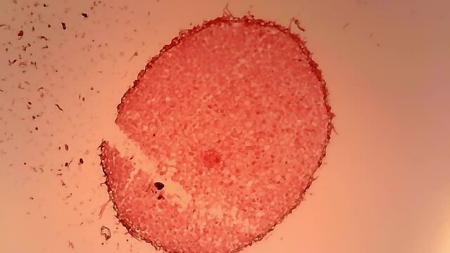 Microscope Ranunculus Root Cross Section x600