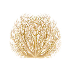 realistic image of tumbleweed dry plant vector illustration isolated on white background.
