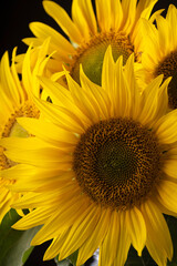 A bouquet of sunflowers on a dark background. Macro. Close-up