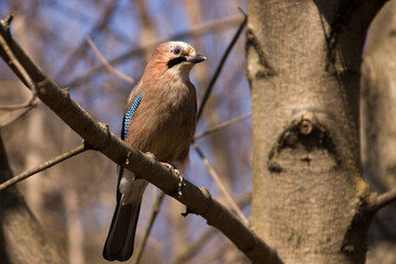 Bird jay sits in the spring on a tree branch in sunny weather