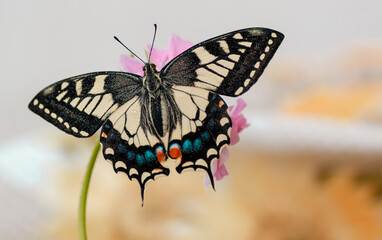 Farfalla macaone