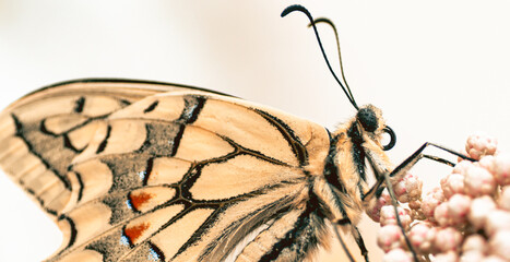 Farfalla macaone