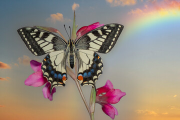 Farfalla macaone