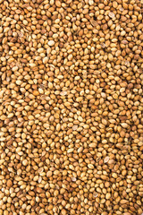 Coriander spices stock photo