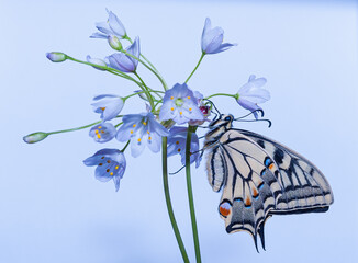 Farfalla macaone