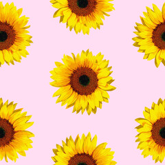 Seamless pattern sunflowers ,Pattern of yellow sunflowers on a pink background ,fabric pattern.