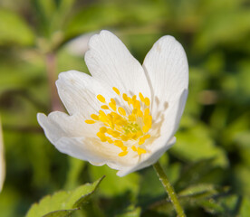White and yellow flower