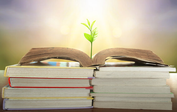 World Philosophy Day Education Concept: Tree Of Knowledge Planting On Opening Old Big Book In Library With Textbook  In Natural Background