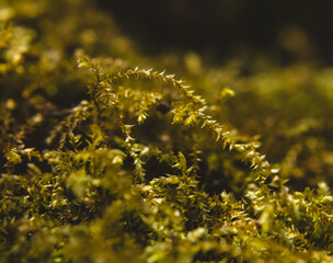Green moss on the ground