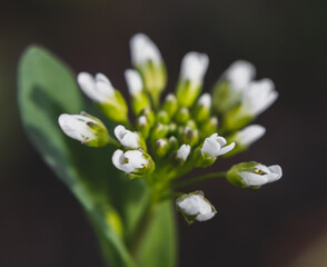 Bulb of a flower right next to a tree