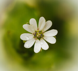 White flower in the rain