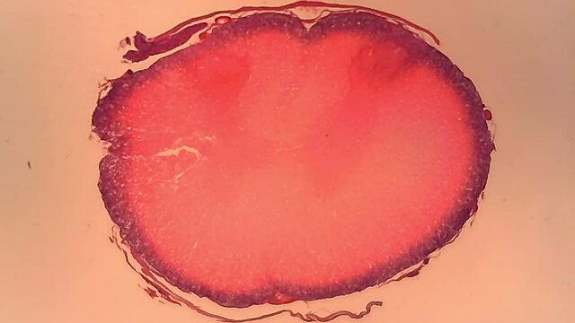 Microscope Rabbit Spinal Cord Cross Section 400x