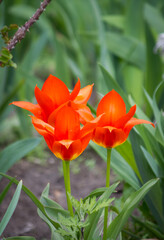 Red lily-colored tulips. Pointed tulips.