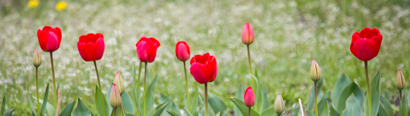 Obraz premium Red tulips on the field. Header.