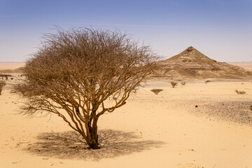 A desert landscape with acacia trees and shrubs, Saudi Arabia