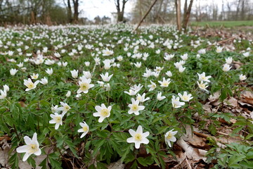 Buschwindr&ouml;schen