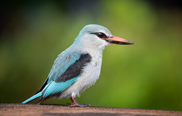 Woodland Kingfisher - Halcyon senegalensis