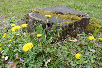 L&ouml;wenzahn vor Baumstumpf