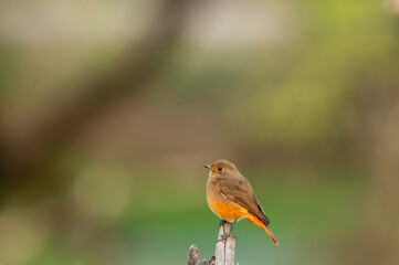 Black redstart or Phoenicurus ochruros beautiful bird portrait with natural green background at keoladeo national park or bharatpur bird sanctuary rajasthan india