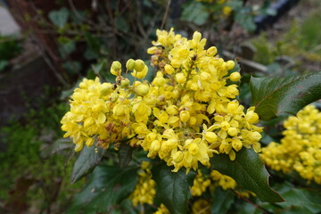 Wachholder-Bl&uuml;te