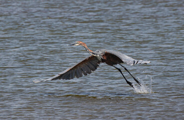 Goliath Heron - Ardea goliath