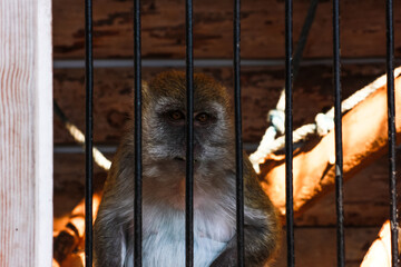 zoo animal photography, monkey in a cage