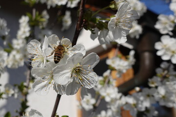 Biene im Kirschbaum