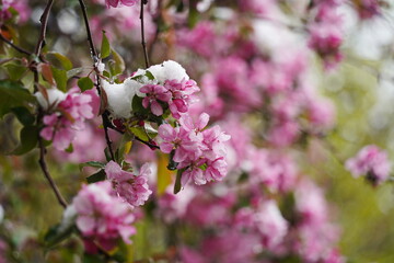 Cherry blossoms on the branches of a tree under the cover of melting snow