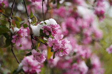 Cherry blossoms on the branches of a tree under the cover of melting snow