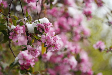 Cherry blossoms on the branches of a tree under the cover of melting snow