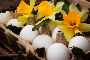 subject photography, Easter spring holiday, eggs, yellow flowers, daffodils