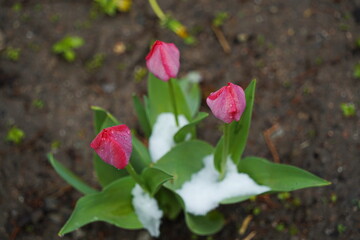 Fresh wildflowers with water drops and melted snow.