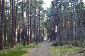 path in the forest